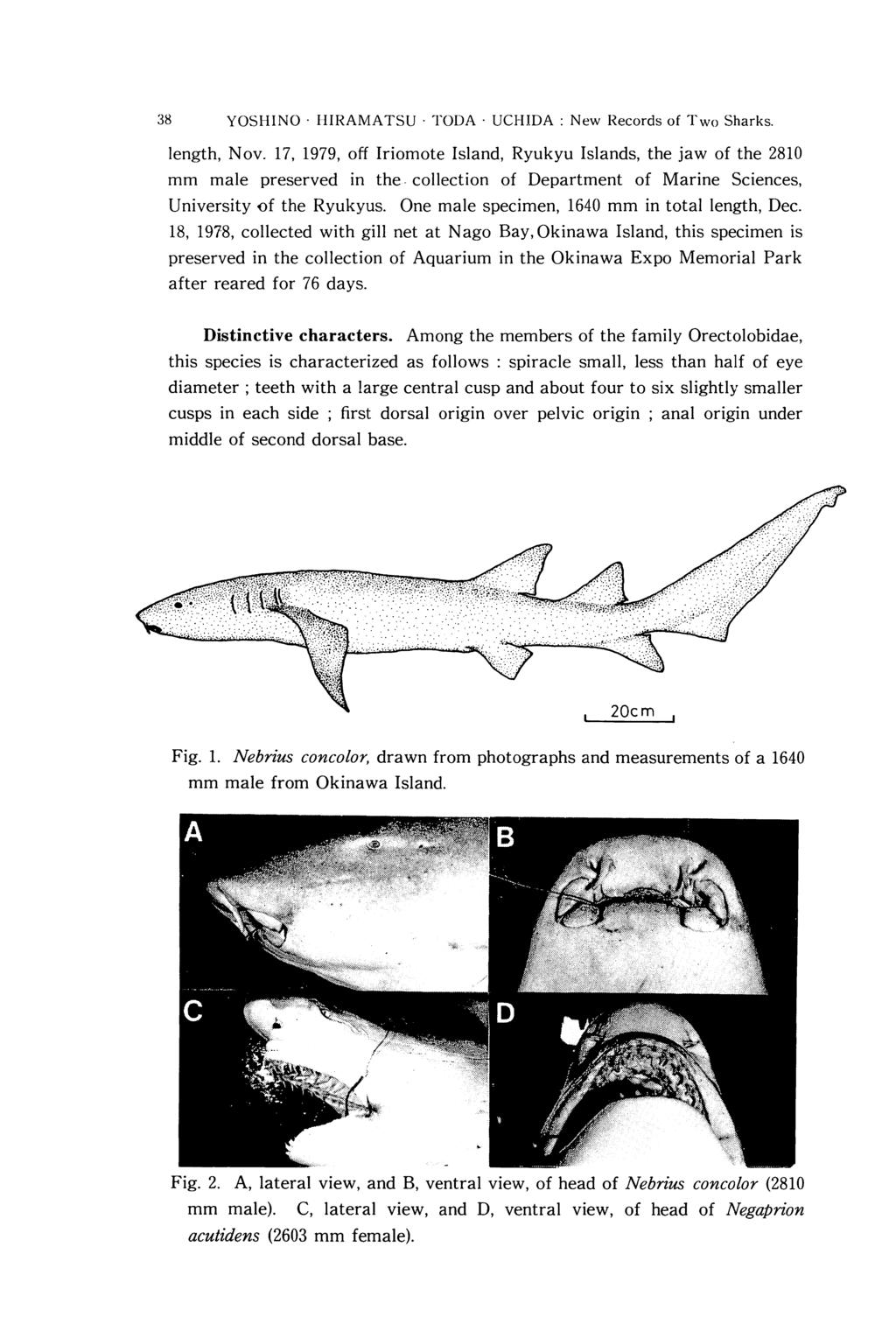 38 YOSHINO I-IIRAMATSU. TODA. UCHIDA: New Records of l'wo Sharks. length, Nov.