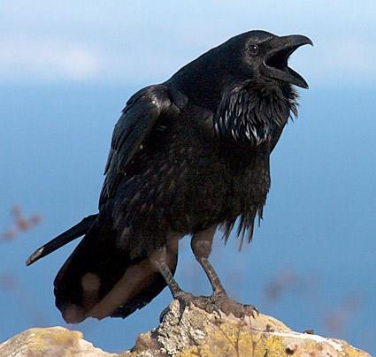 Project 21: Greater Sage-Grouse Protection (Common Raven Removal) Budget:$100,000 Wildlife Services administers