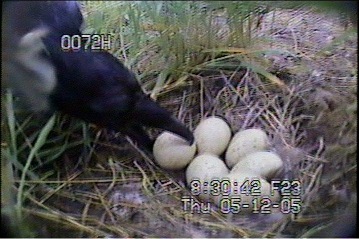 Project 21-02: Common Raven Removal to Enhance Greater Sage- Grouse