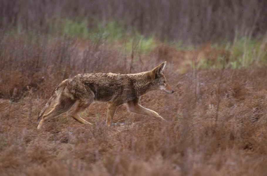Project 40: Coyote Removal to Complement Multi-faceted