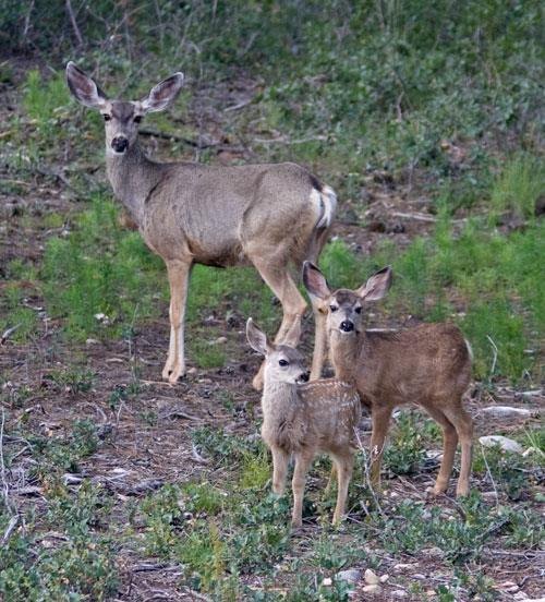 Monitoring Response Variable Fawn to doe ratios in the