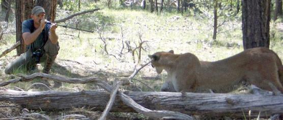 Project 42: Assessing Mountain Lion