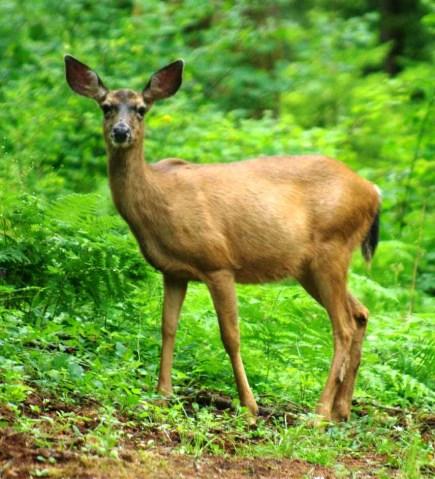 Wildlife / Hunting / OSMB Juvenile Cited for Taking Doe Deer Sr. Tpr.