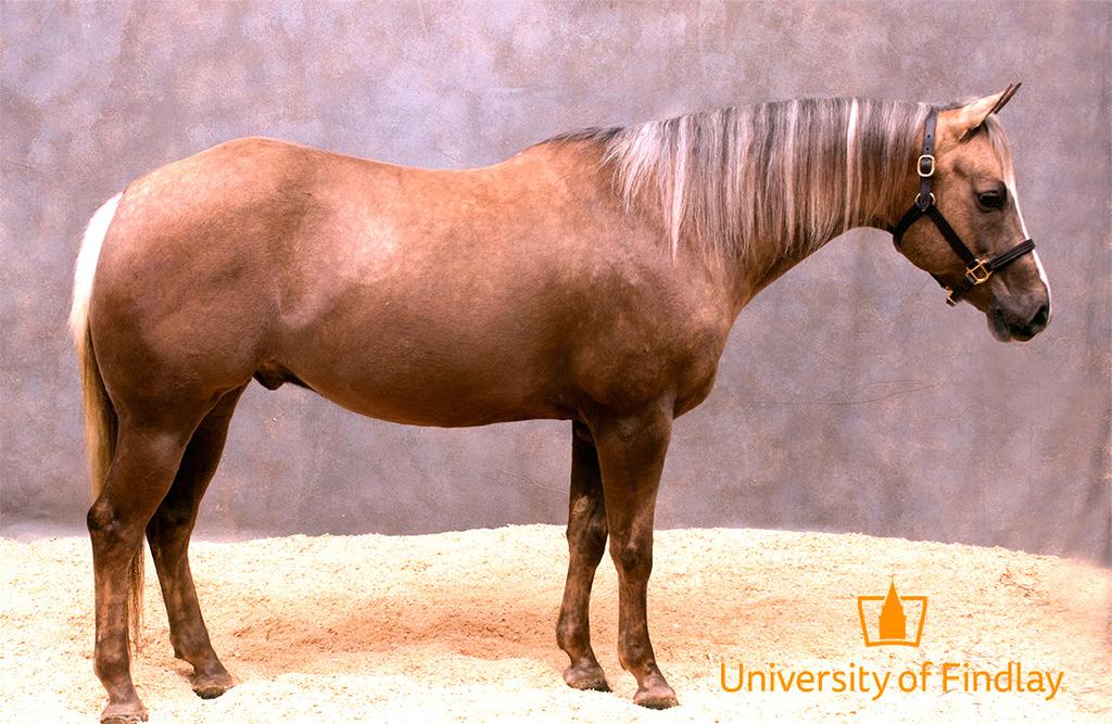 With flashy looks, solid build, and good movement, this gelding shows promise for excellence in the