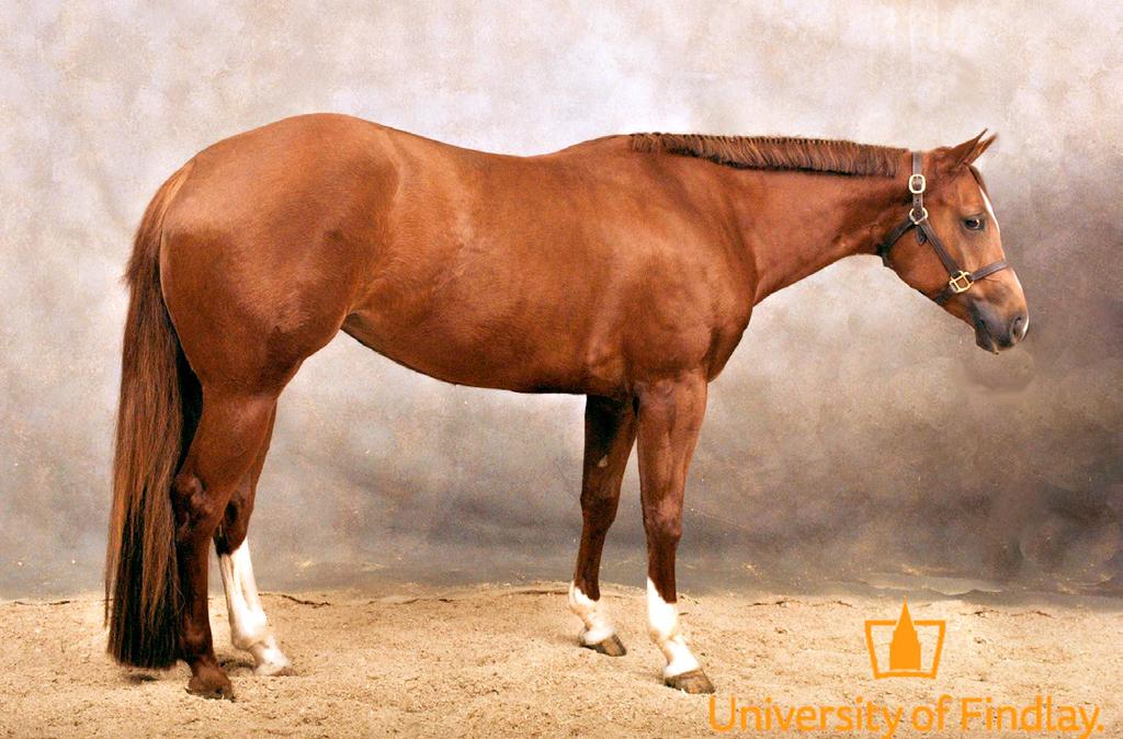 Classy Jacks Bar 2014 15HH Sorrel QH Mare Classy Jacks Bar is a 2014 AQHA sorrel mare with a kind eye and a willing disposition.