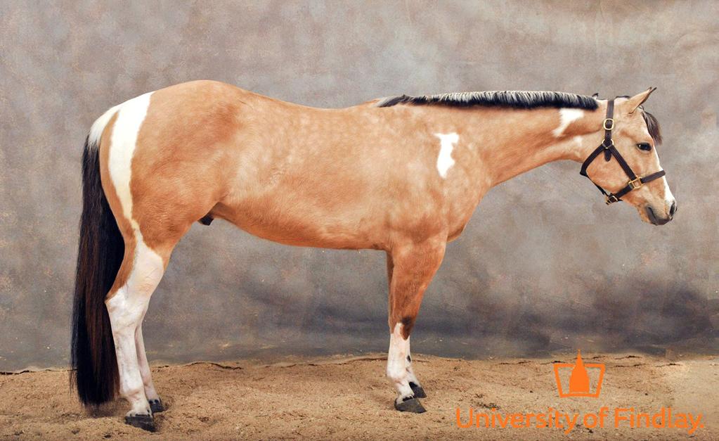 Physical Therapist 2014 14.3 HH Buckskin APHA Gelding Physical Therapist is a 2014 APHA buckskin tobiano. He is a big bodied, stout gelding, and great mover with a great disposition.
