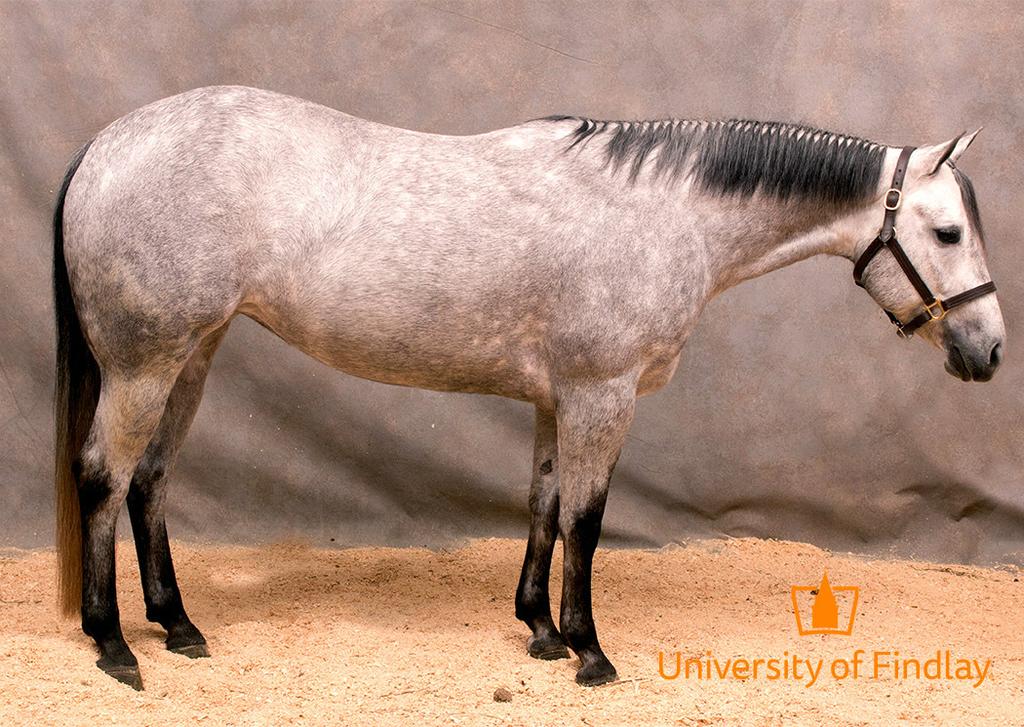 Yes N Dee Dee 2012 15 HH Grey QH Mare Yes N Dee Dee is a 2012 grey AQHA mare that is kid safe and will make a great youth or amateur all-around horse.