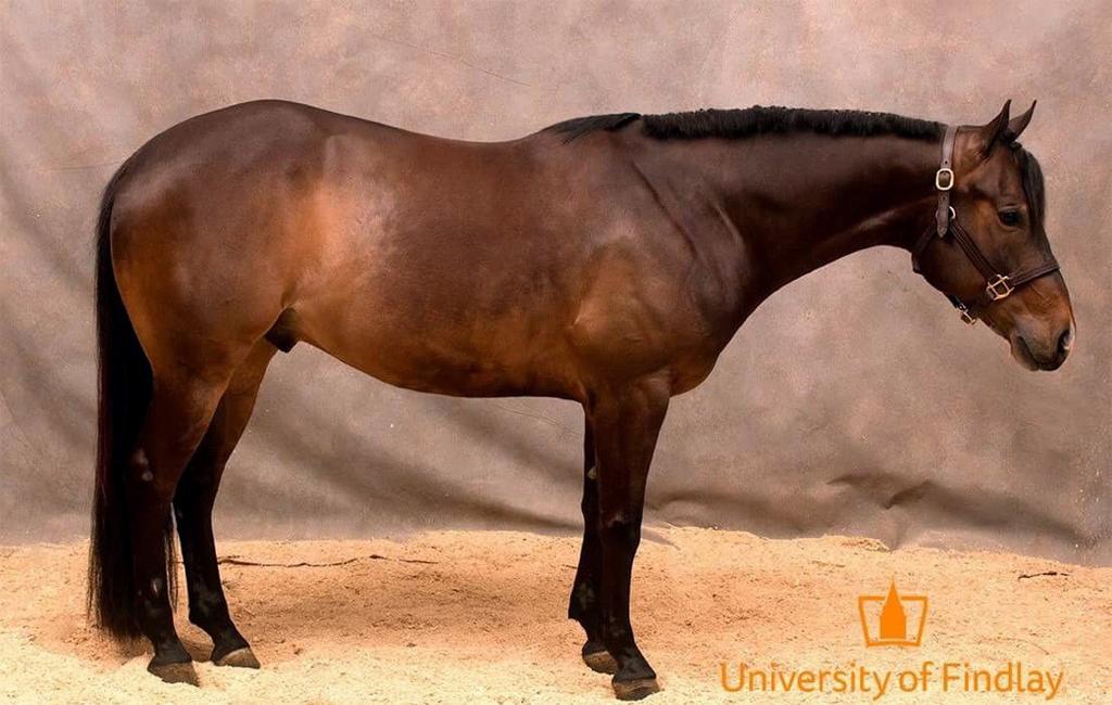 Dancin N Lopin 2013 15.1 HH Bay QH Gelding Dancin N Lopin is a gorgeous, well bred, 2013 AQHA gelding with all-around potential.