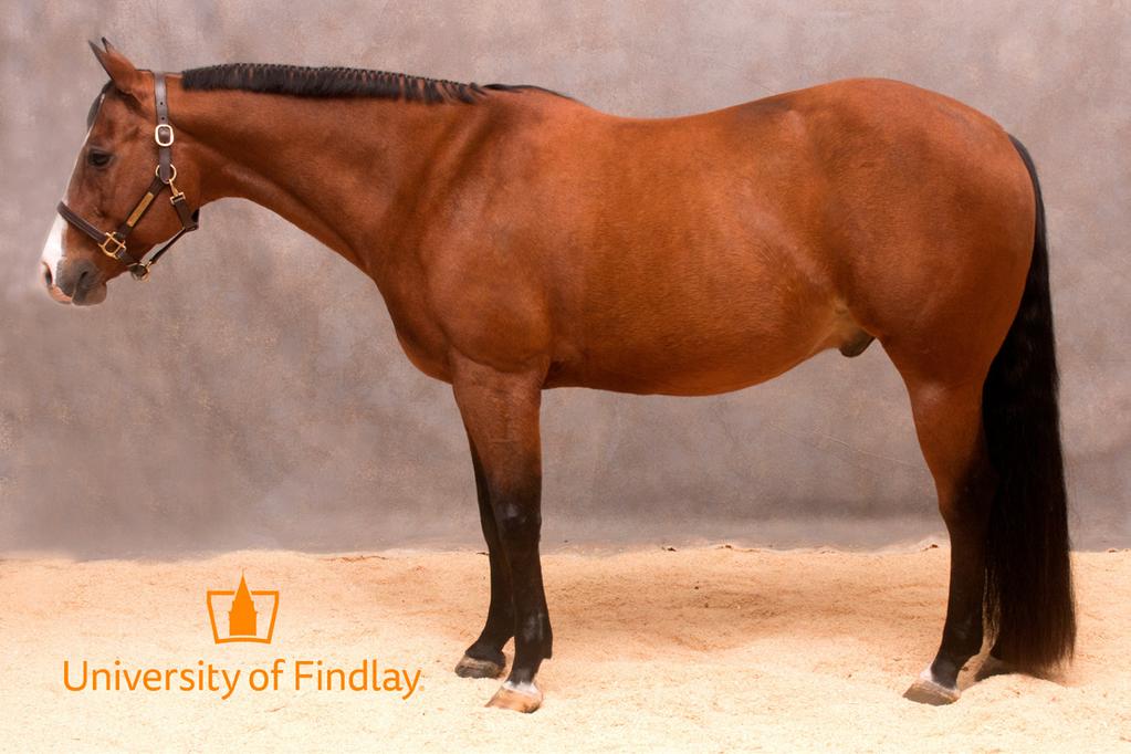 LOT 13 Tales Of Texas 2001 15.2 HH Bay QH Gelding Tales Of Texas is a 2001 AQHA bay gelding who has had an extensive career at the University of Findlay.
