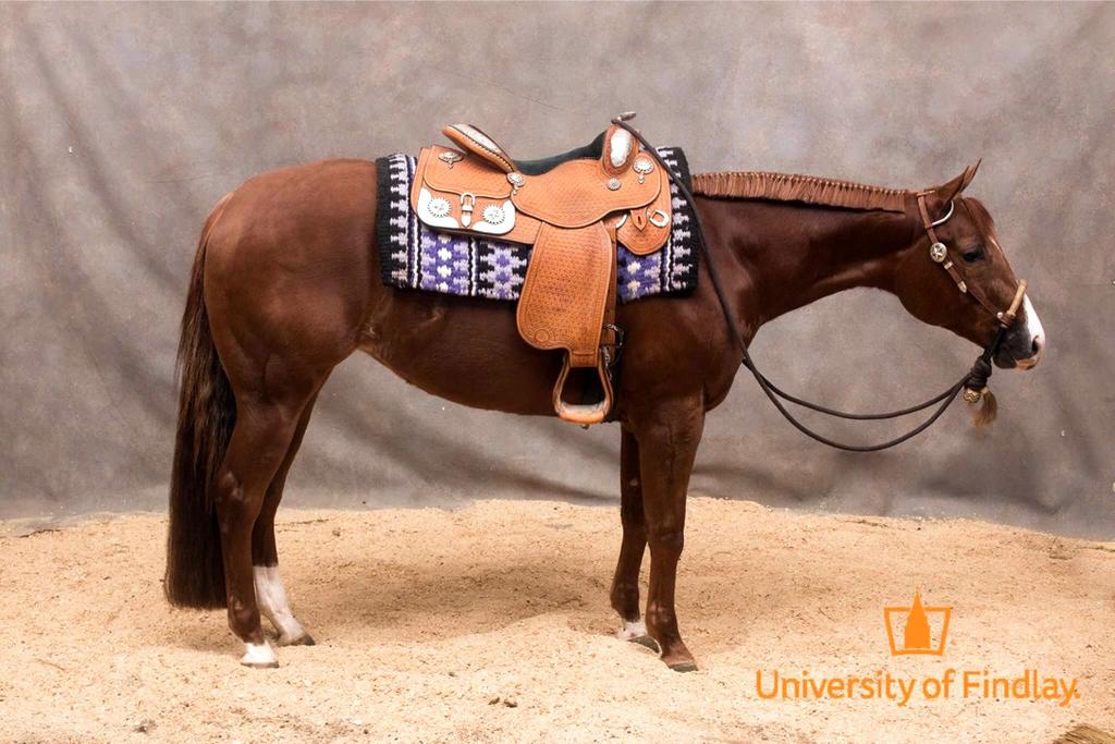 LOT 20 Lopin For Margaritas 2015 14.2 HH Chestnut QH Mare Lopin For Margaritas is a talented AQHA chestnut mare with a sturdy build, cadenced stride, and slow legs.