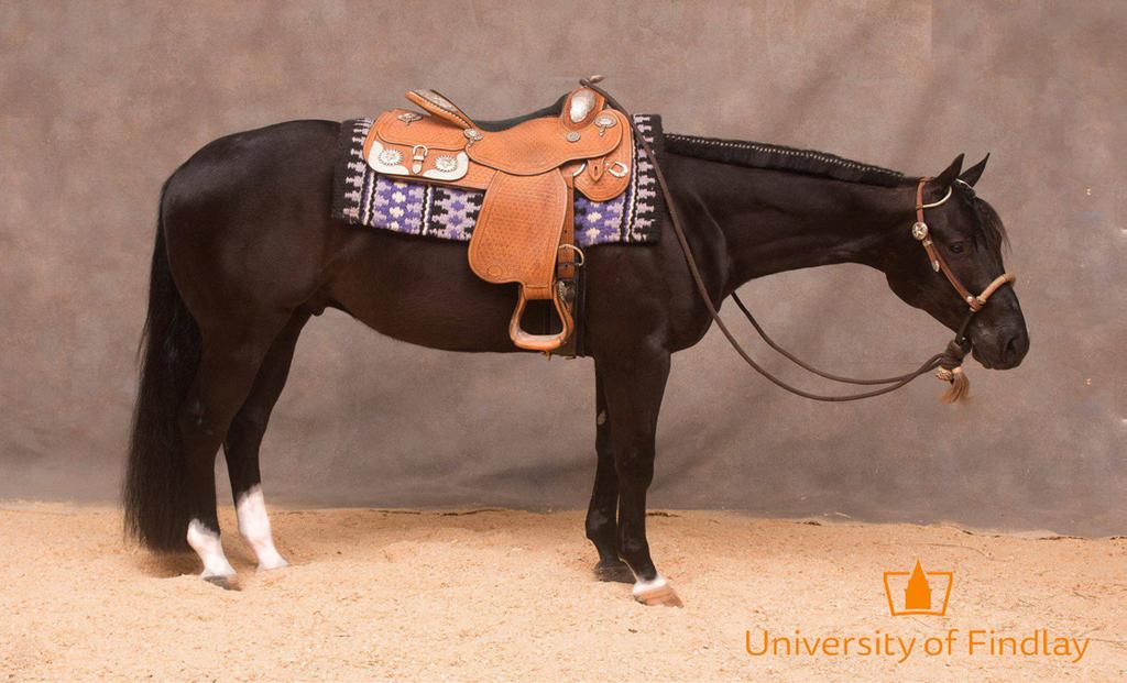 SST Radical Moves 2015 15.1 HH Black QH Gelding SST Radical Moves is a strong black gelding that has great potential as a western pleasure and all-around prospect.