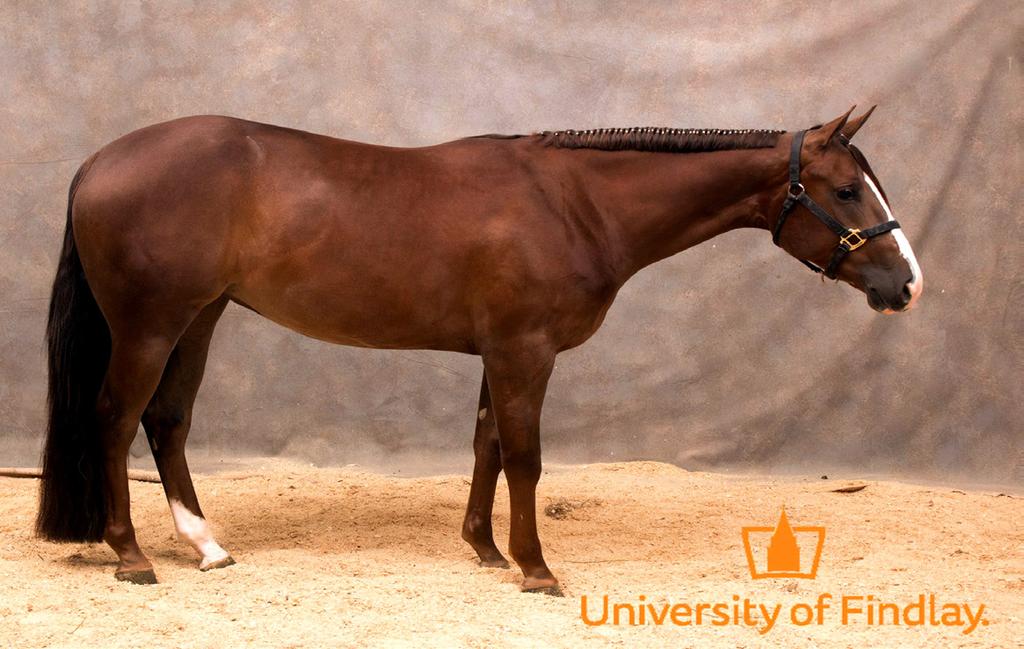 Batmans Mistress N Red 2015 15 HH Brown QH Mare Batmans Mistress N Red, a striking 2015 AQHA filly by champion stallion, Batt Man, and out of a Flashy Zipper mare, has a promising start as an