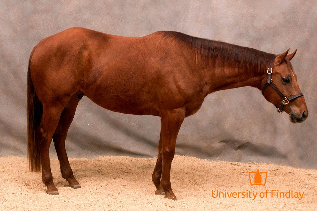 Double Cool Too Skip 2011 15.2 HH Chestnut QH Gelding Double Cool Too Skip is a calm 2011 chestnut AQHA gelding that is very easy to handle.