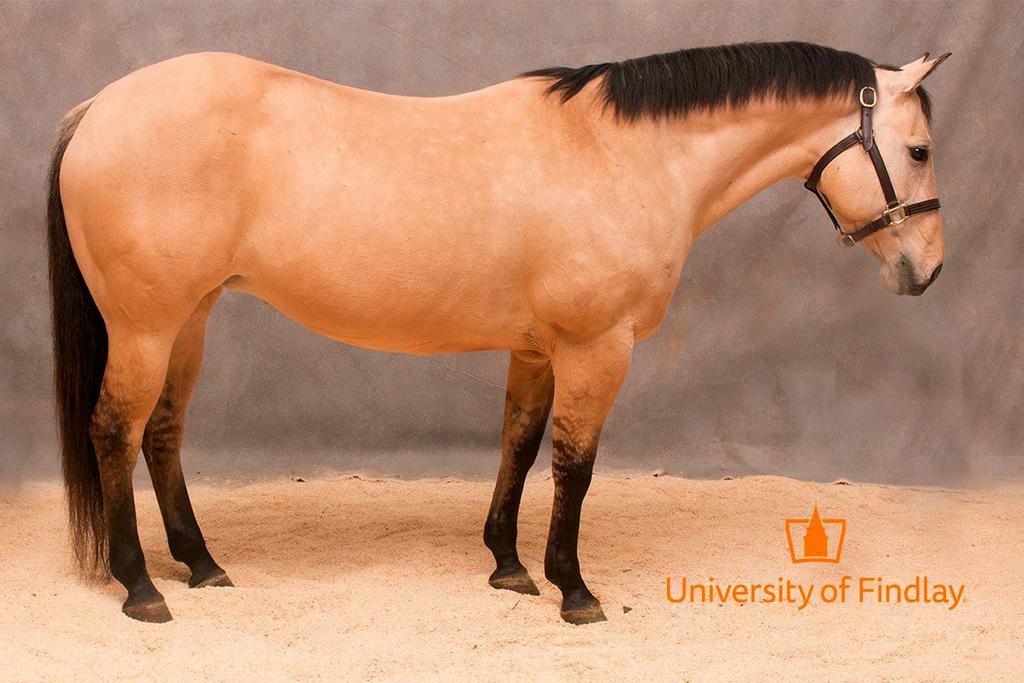 LOT 38 Poco Pixie Girl 2004 14 HH Dun QH Mare Poco Pixie Girl is a 2004 AQHA dun mare that has had an extensive career at the University.