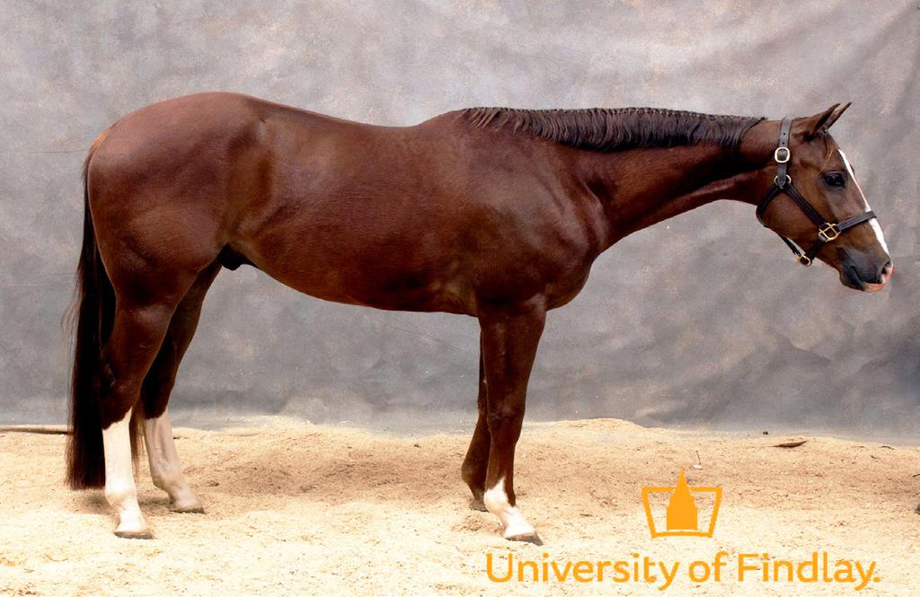 LOT 40 BF Red Hot Chrome 2014 15.3 HH Chestnut QH Gelding BF Red Hot Chrome is a 2014 AQHA chestnut gelding. Hudson is entered in the NSBA stallion incentive fund and the AQHA incentive fund.