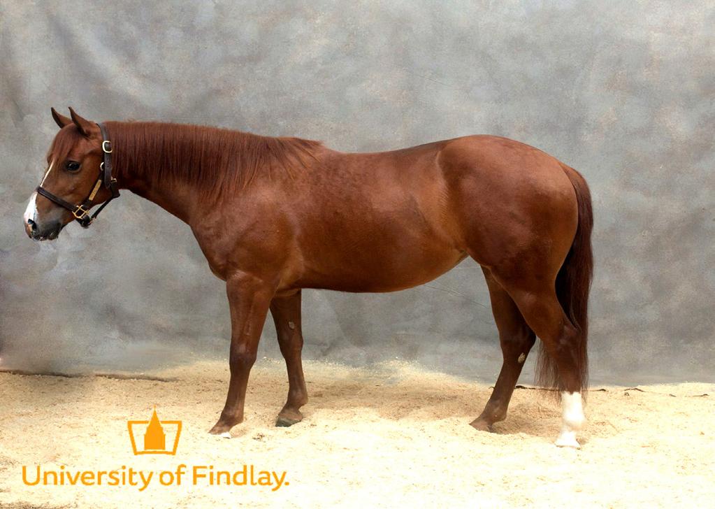 LOT 46 Peppy Chics Get Paid 2014 13.3 HH Chestnut QH Mare Peppy Chics Get Paid is a 2014 chestnut AQHA mare with great potential to be a competitive reiner, cutter, or working cow horse.