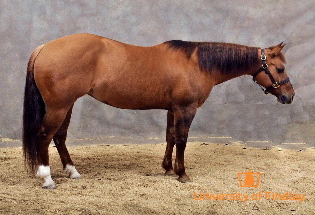 Shortys Nic Olena 2005 14.1 HH Red Dun QH Mare Shortys Nic Olena is a 2005 AQHA red dun mare.