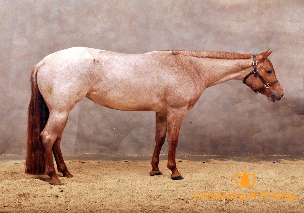 LOT 48 Ok Ima Cowgirl 2014 15 HH Red Roan QH Mare Ok Ima Cowgirl is a flashy 2014 AQHA red roan mare out of an own daughter of A Good Machine.