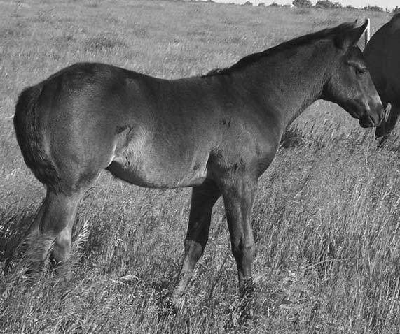 Mare of this colt is solid built buckskin with good Driftwood breeding and Sak Em San. Cougarwood has the Hancock/Driftwood breeding and is 16 hands tall and a blue roan.