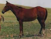Eligible for the 5-State Barrel Futurity and the Ranching Heritage lot 5 H Comos Poco Freckles 2004 Chestnut Mare H 4533211 Playboys Yoyo PS Destello Here is one of our home-raised mares.