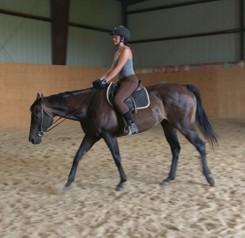 This Mare has been working in our summer camp programs for seven years. Rides, English, does a small course. Successfully shown at schooling shows. Has been trail ridden extensively.