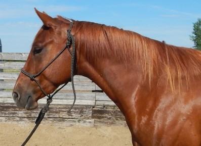 TERMS OF SALE Lot SABRES SMOOTHIE 2011 Sorrel Mare All buyers must register prior to purchasing a horse. Terms of sale are cash or personal cheque.