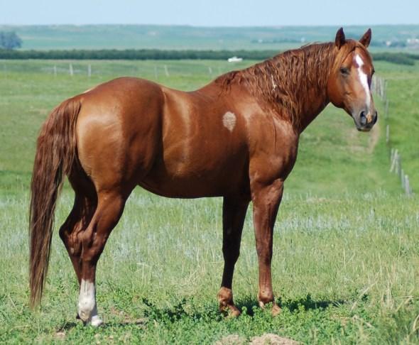 This colt has the sought after combination of ranch & cowhorse bloodlines.