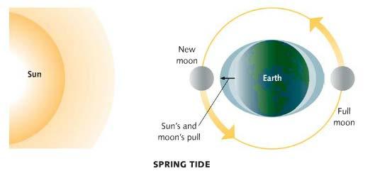 sun can enhance or detract from the moon s effects Spring Tides occur when the sun