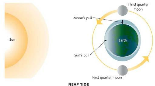 Neap Tides occur when the sun and moon are at right angle (sun detracts from moon s pull) High
