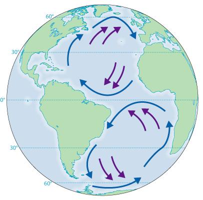 2 sets of global winds drive currents Trade winds- blow from NE in N.