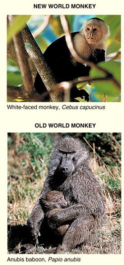Monkeys Marmosets