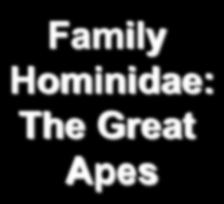 Family Hominidae: The