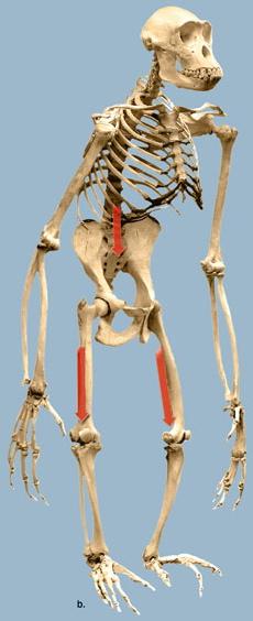 ramidus Australopithecus africanus