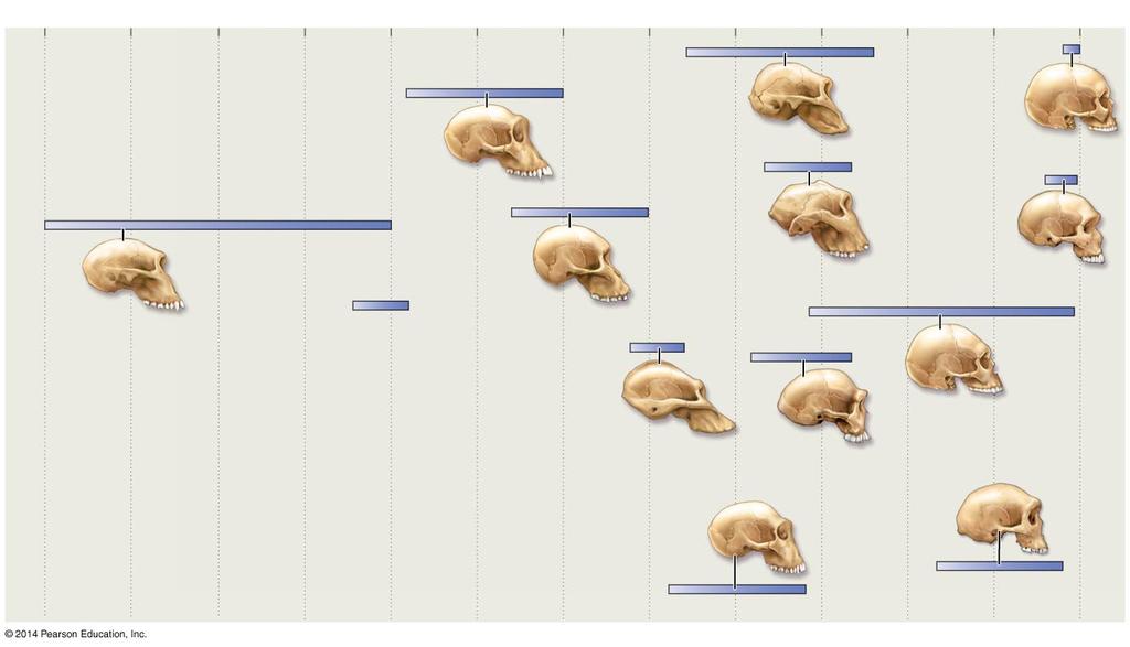 anamensis Homo erectus Paranthropus
