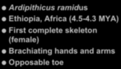 Ardipithicus ramidus Ethiopia,