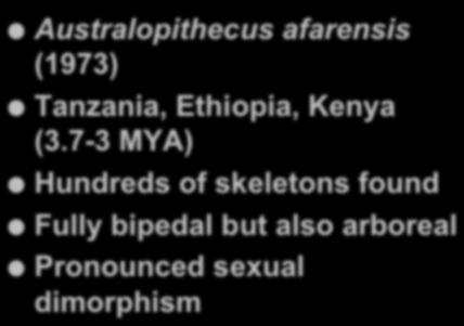 Australopithecus afarensis (1973)
