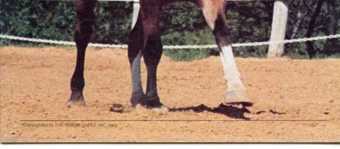" That was the beginning of more than 40 years of involvement with dressage in general and HDS in particular.