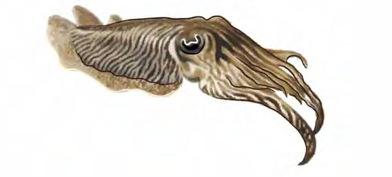 Cuttlefish Cuttlefish are not fish at all but are related to squid and octopuses. They are called cephalopods, which literally translated means head-foot.