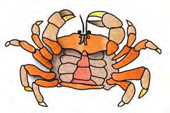 How do crabs protect themselves from predators? Can you find the shell of a dead crab on the beach?