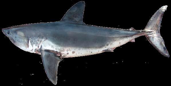 Salmon Shark