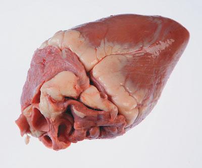 EXPERIMENT: DISSECT A SHEEP S HEART [To be performed under teacher direction in a science laboratory] Aim: To observe how the structure of the heart relates to its function.