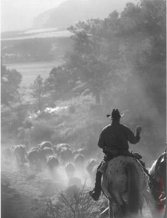 cowboys roping an outlaw steer, 1909 Jack Woffard of the Shoe Bar outfit flanking the trail herd.