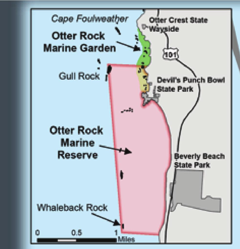 Otter Rock Garden (Inset 9) single mussels may be taken for bait.