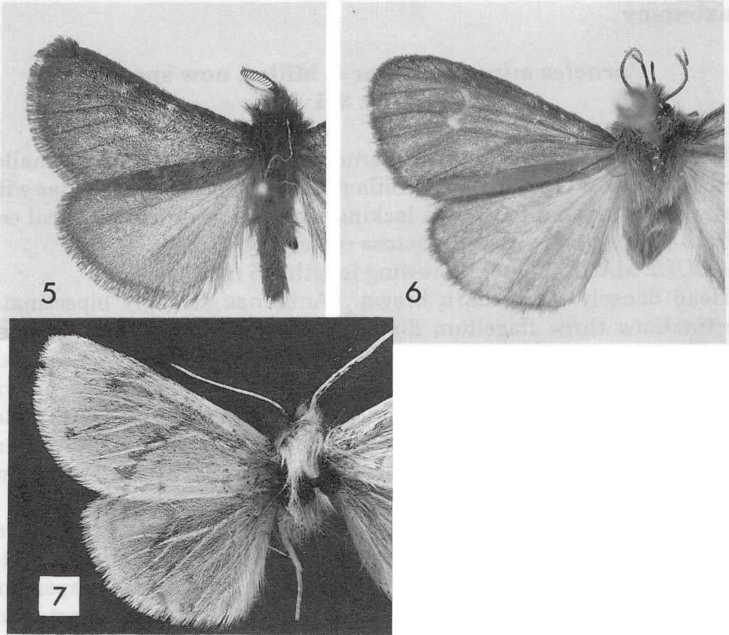 6: P. diminuta (holotype); Fig. 7 P. medinata (lectotype).