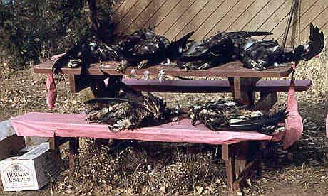 and are used to operate the Operation Game Thief Program. Illegal eagle kills-only wing and tail feathers were taken.