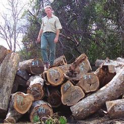 The Government of Tanzania is acting on information gathered by TRAFFIC experts to crack down hard on illegal export of hardwoods from coastal forests and miombo woodlands.