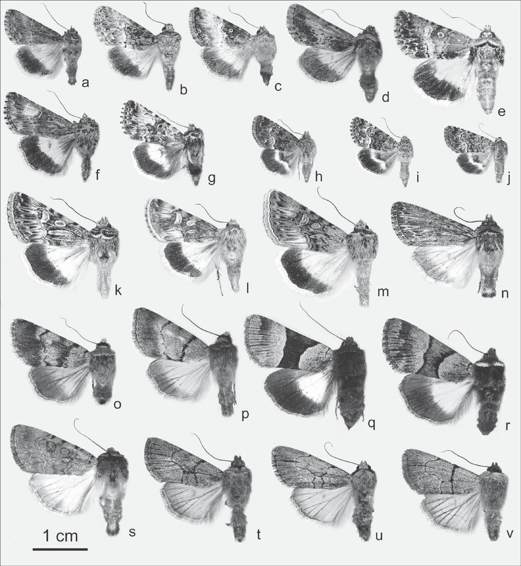 14 Figure 1. Photographs of adults of the genus Oncocnemis Lederer. a) O. parvacana %; b) O. satanella %; c) O. balteata&; d) O. coprocolor %; e) O. terminalis&; f) O. saxatilis %; g) O.