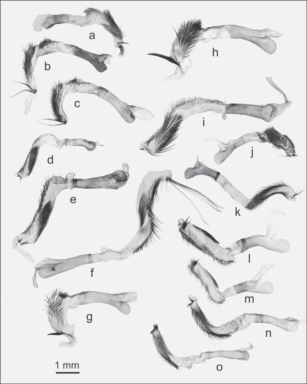 Figure 2. Aedoeagae of male Oncocnemis species with vesicas everted: a) O. tartarea; b) O. extremis; c) O. chorda; d) O. mus; e) O. coprocolor; f) O.