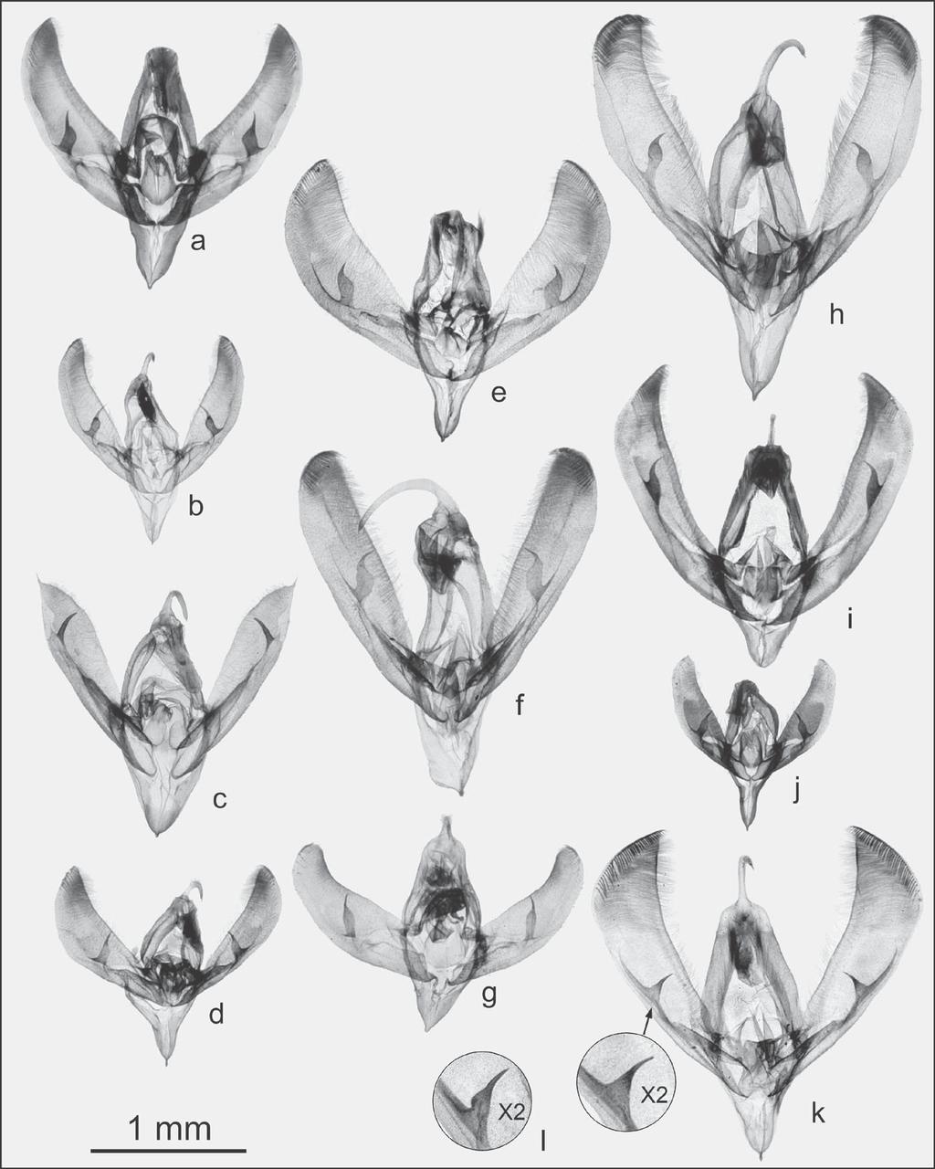 16 Figure 3. Genitalia of male Oncocnemis species with aedoeagae removed: a) O. greyi; b) O. satanella; c) O. saxatilis; d) O.