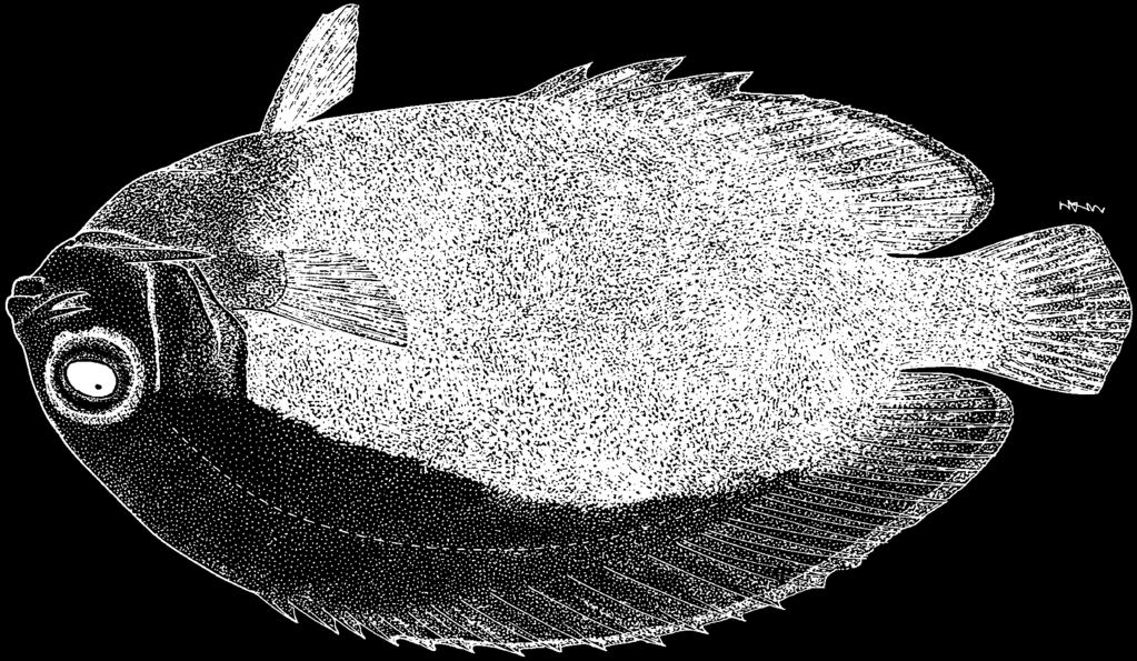 1678 Bony Fishes Centropyge aurantonotus Burgess, 1974 Frequent synonyms / misidentifications: None / None. FAO names: En - Flameback angelfish. Diagnostic characters: Body oval, not deep, 2.1 to 2.
